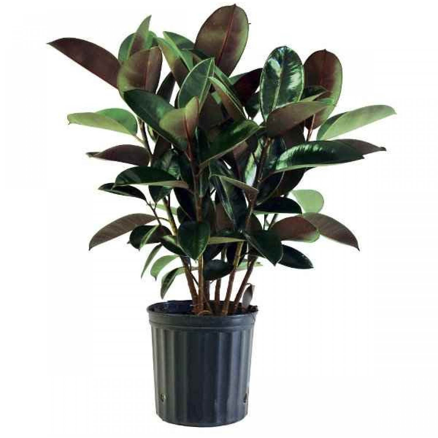 Burgundy Rubber Tree Plant - Ficus